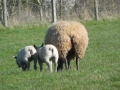 Brebis avec deux agneaux