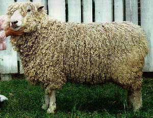 mouton Leicester Longwool (source : http://www.ansi.okstate.edu/breeds/sheep/leicesterlongwool/leicesterlongwool-web-1.jpg). La Leicester Longwool est une des deux races issues de la New Leicester.