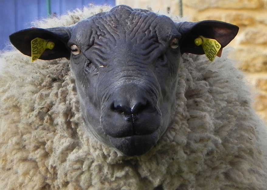 mouton-bleu-du-maine