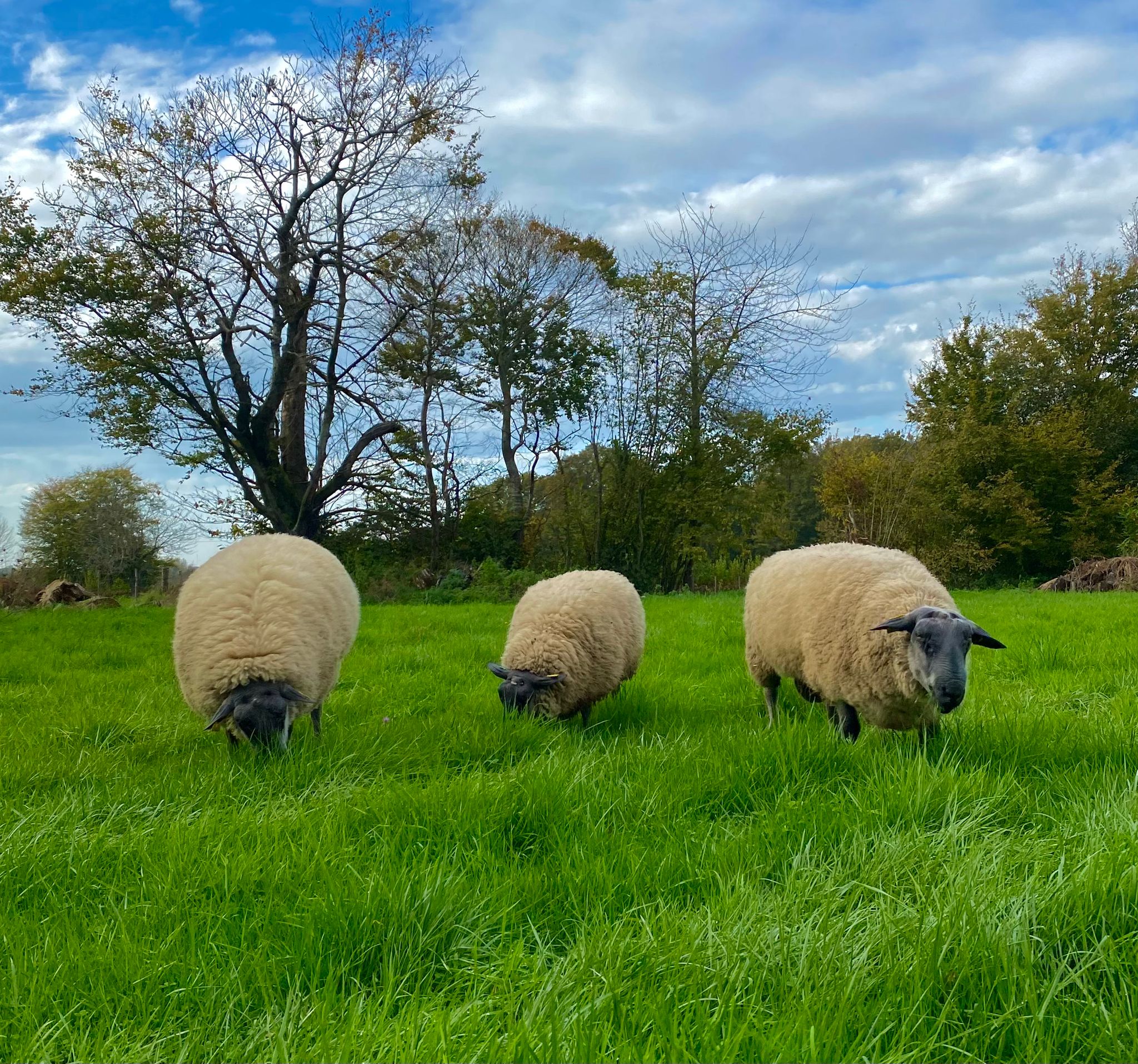 Bleu du maine